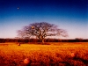 CALIFORNIA GUITAR TRIO +2 (EVE) 2001